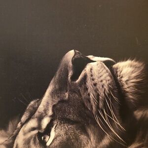 APPLE Airpod 3rd Generation